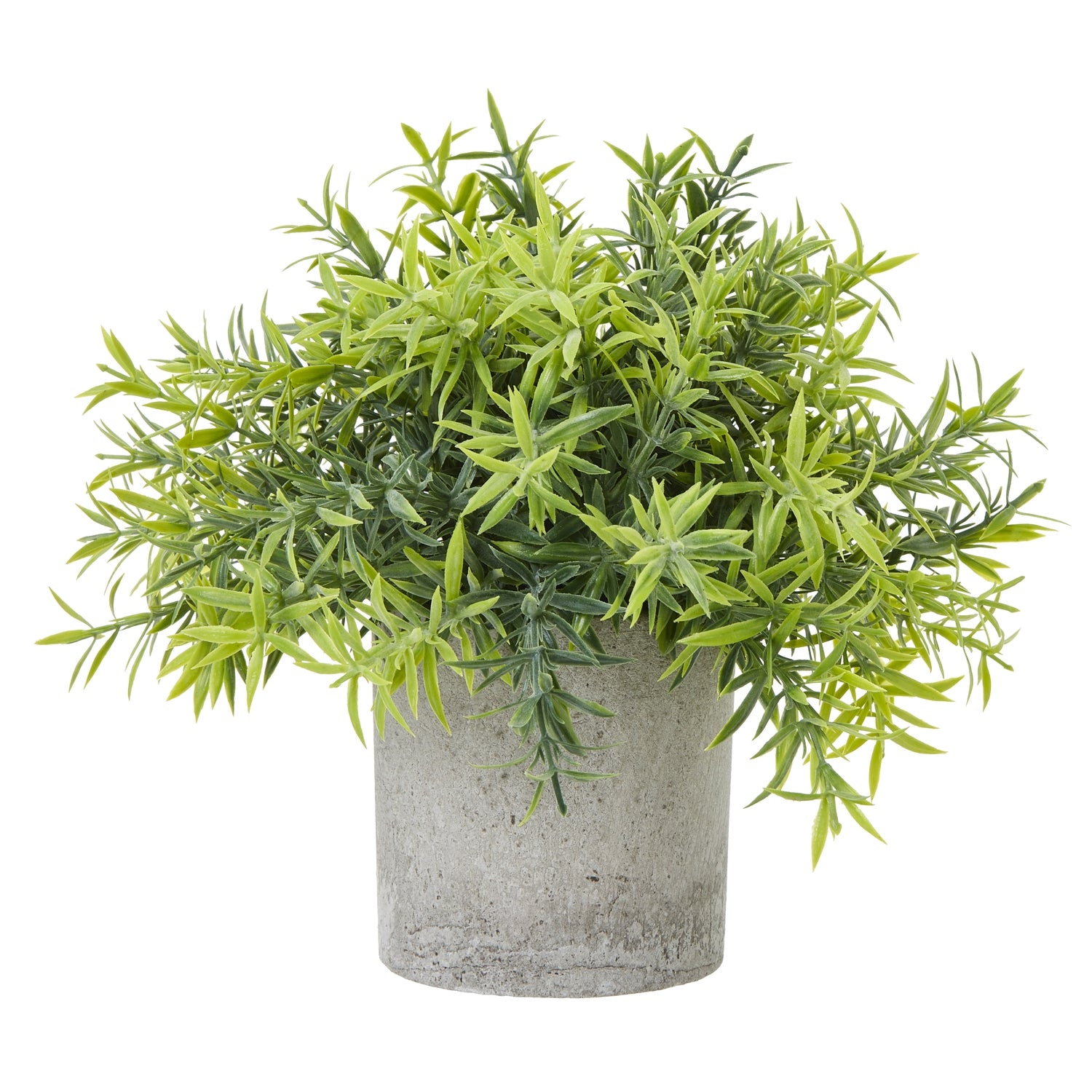 small bamboo house plant Small Bamboo Plant In Grey Pot – House of S21